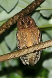 Jamaican Owl